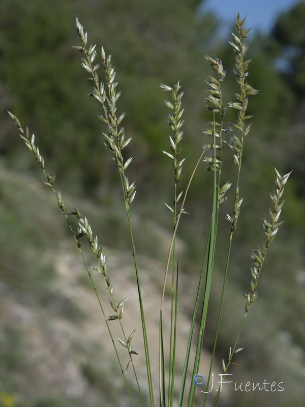 Melica humilis humilis.06