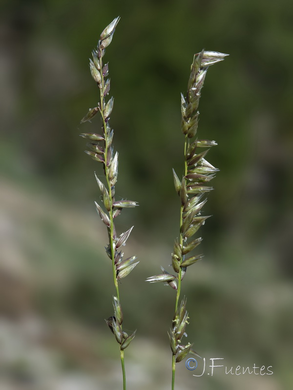 Melica humilis humilis.07