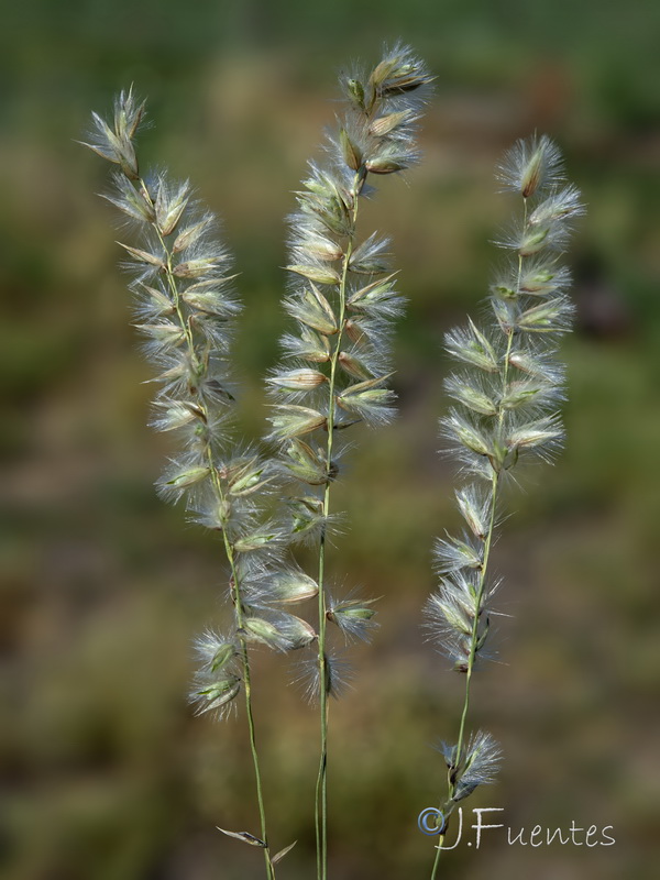 Melica humilis humilis.08