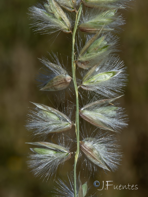 Melica humilis humilis.09