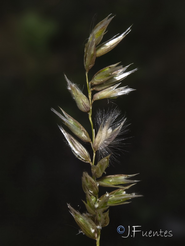 Melica humilis humilis.10
