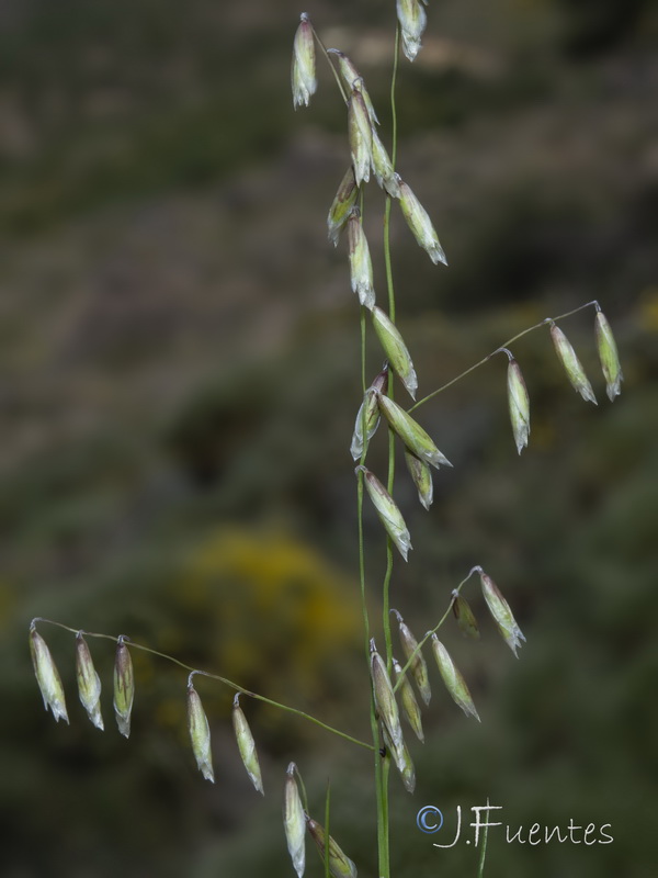 Melica minuta minuta.03
