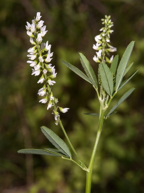 Melilotus albus.05