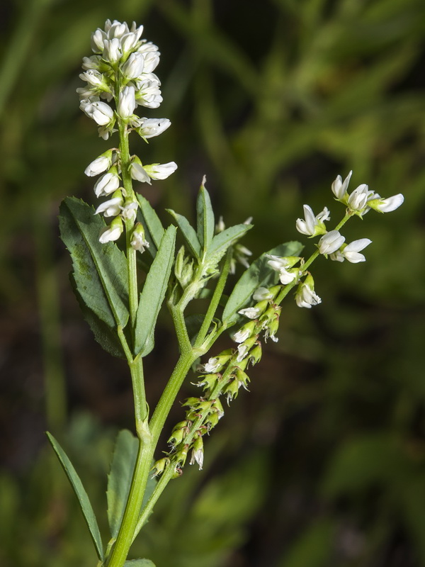 Melilotus albus.06