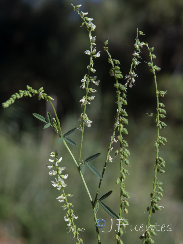 Melilotus albus.12