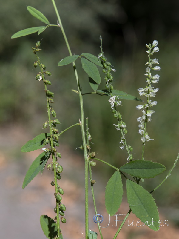 Melilotus albus.13