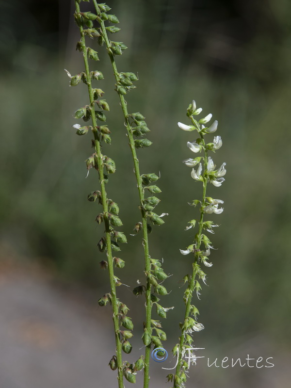 Melilotus albus.14