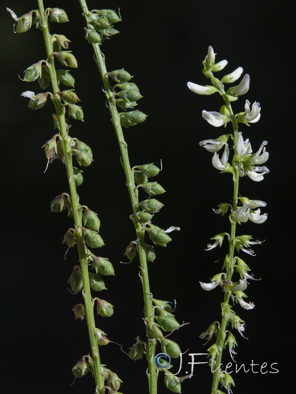 Melilotus albus.15