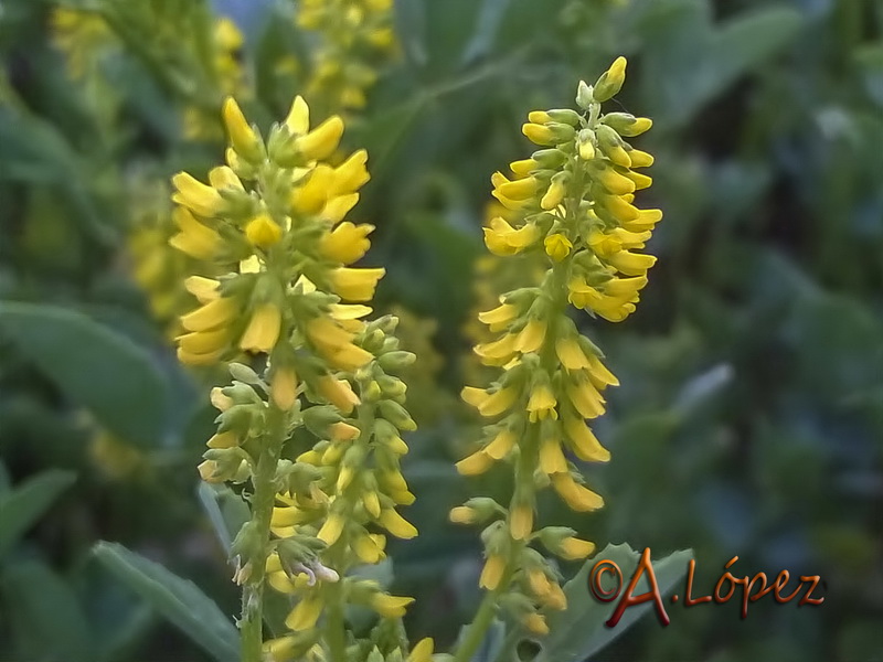 Melilotus indicus.05