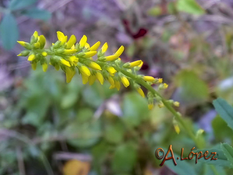 Melilotus indicus.06