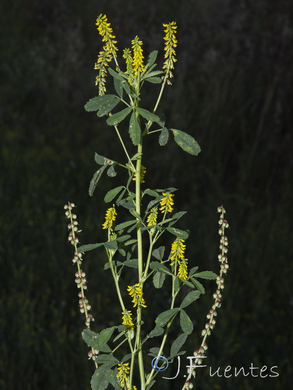 Melilotus indicus.08