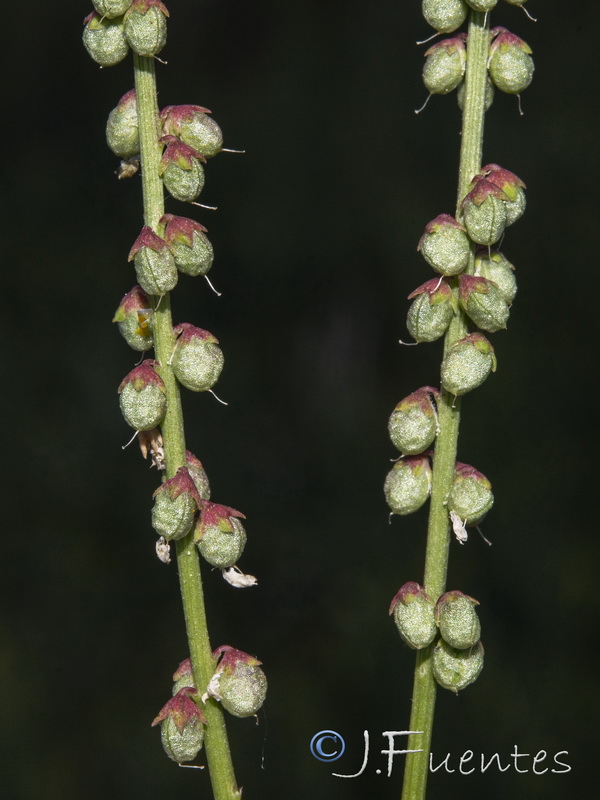 Melilotus indicus.07