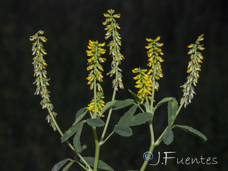 Melilotus indicus.01