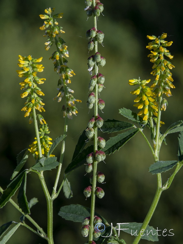Melilotus indicus.11