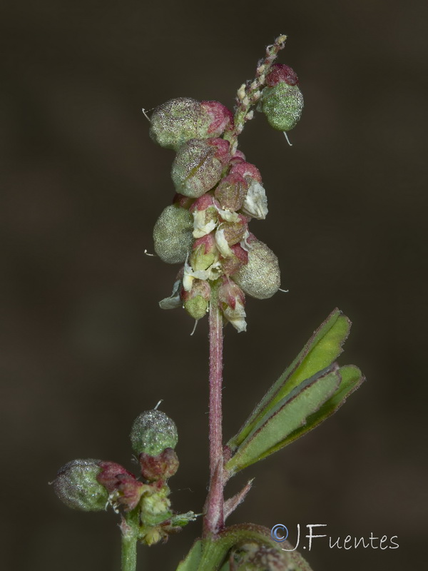 Melilotus indicus.15