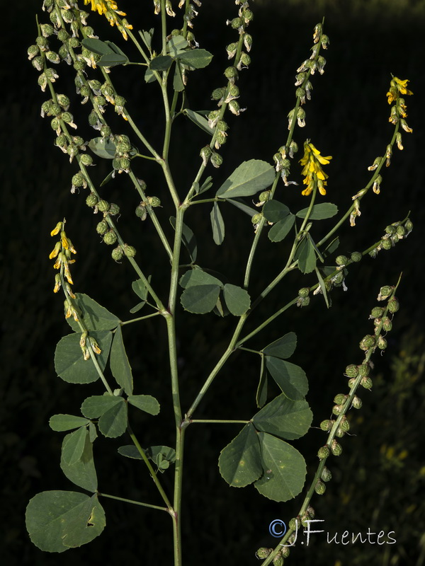 Melilotus italicus.03