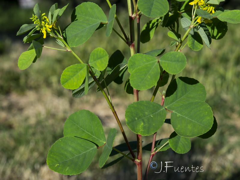 Melilotus italicus.04