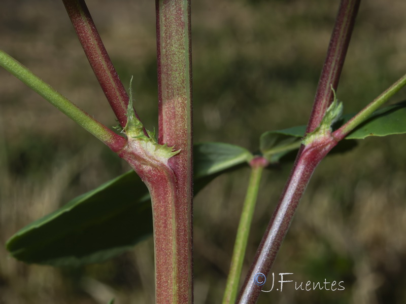 Melilotus italicus.06