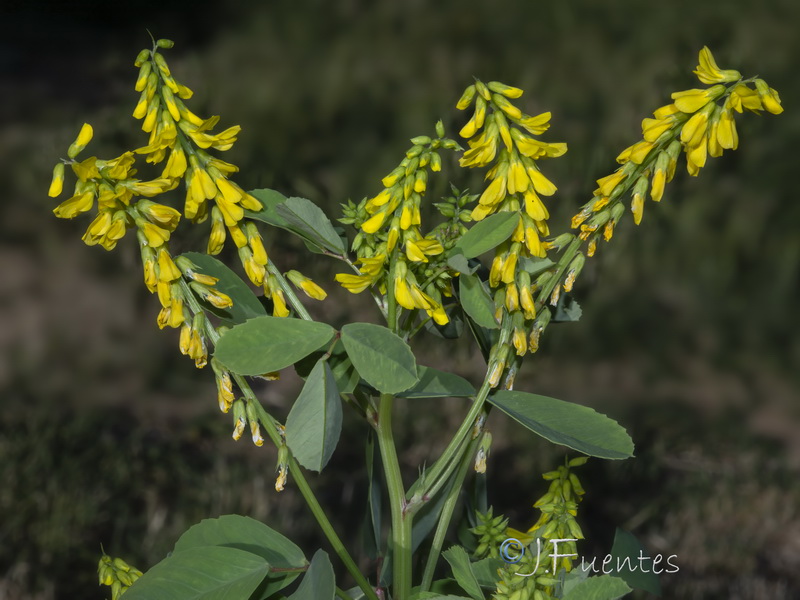 Melilotus italicus.07