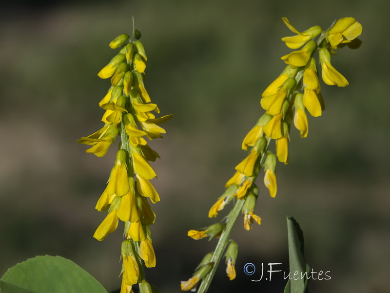 Melilotus italicus.08
