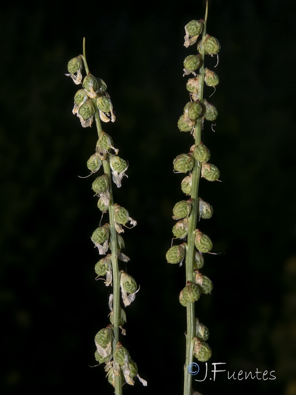 Melilotus italicus.09