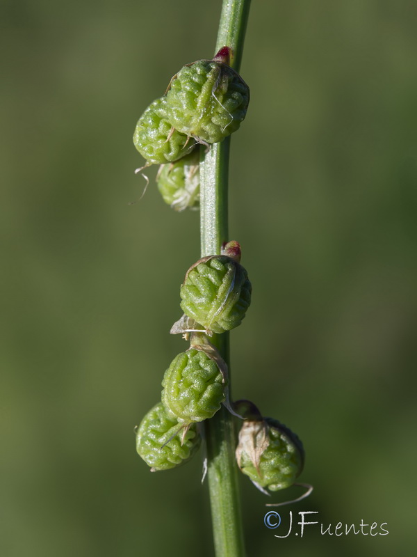 Melilotus italicus.12