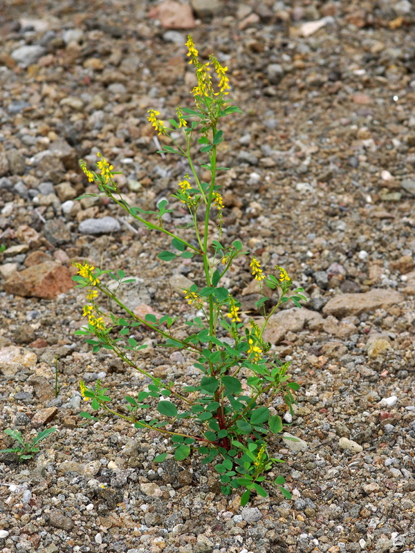 Melilotus officinalis.01