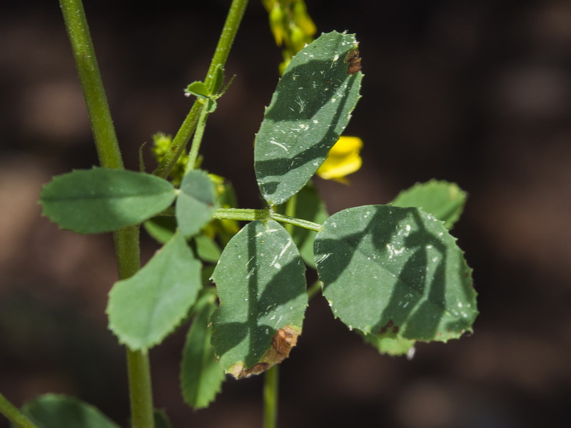 Melilotus officinalis.02