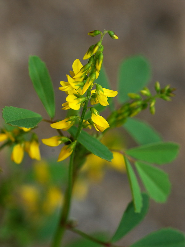 Melilotus officinalis.06