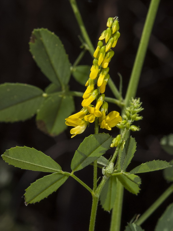 Melilotus officinalis.07