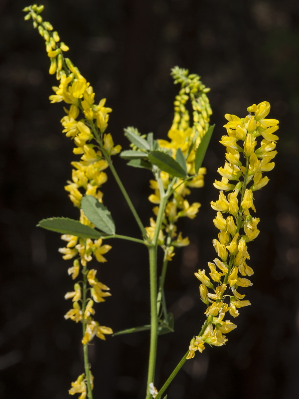 Melilotus officinalis.08