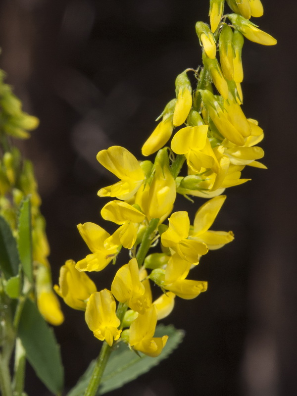 Melilotus officinalis.10