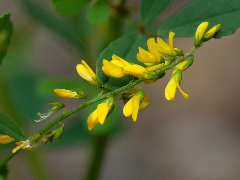 Melilotus officinalis.12