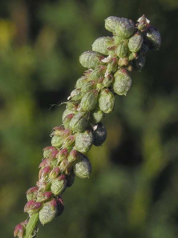 Melilotus officinalis.14