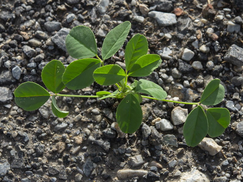 Melilotus officinalis.15