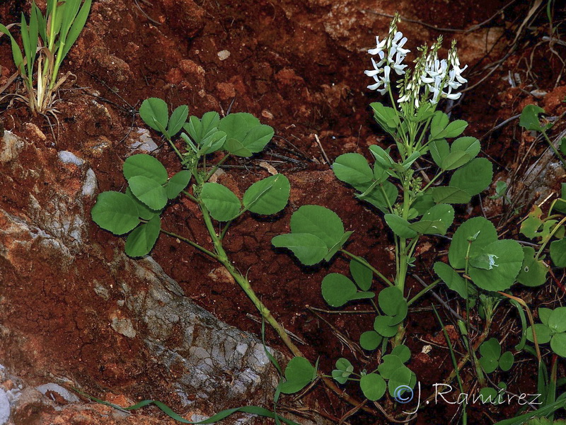 Melilotus speciosus.06