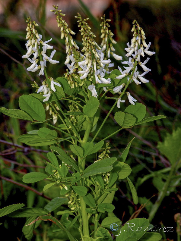 Melilotus speciosus.07