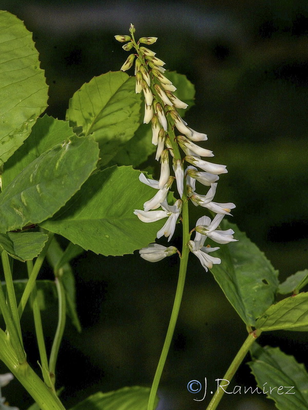 Melilotus speciosus.08