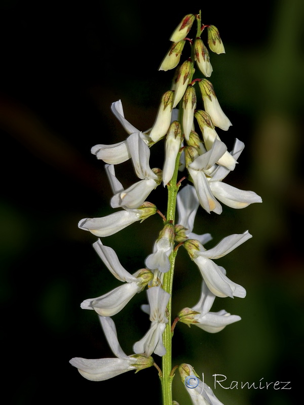 Melilotus speciosus.09