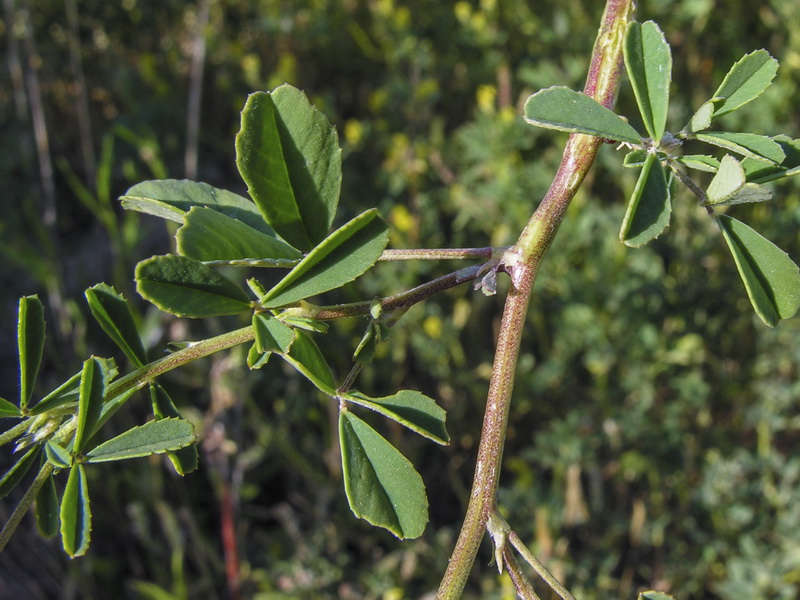 Melilotus sulcatus.02