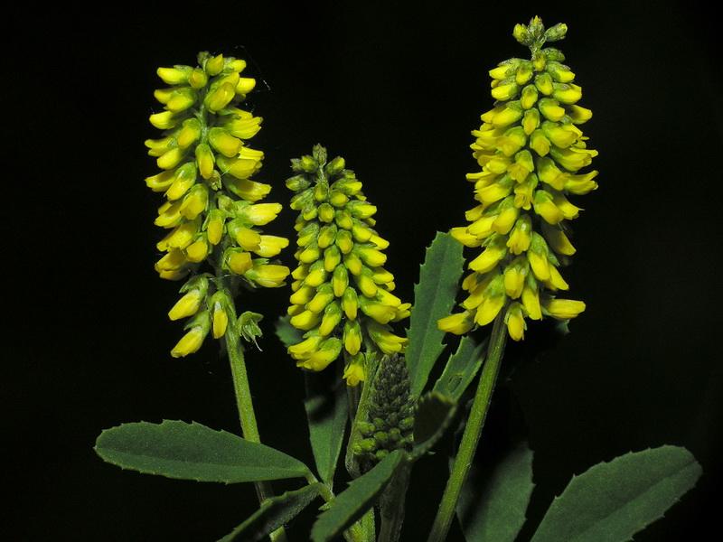 Melilotus sulcatus.06