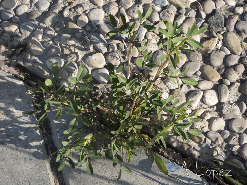 Melilotus sulcatus.17