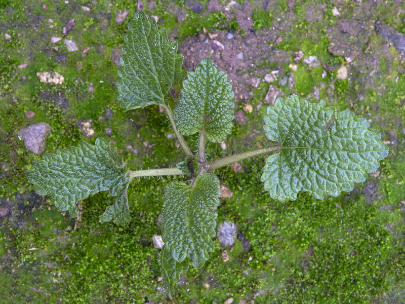 Melissa officinalis.08