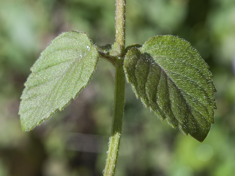 Mentha aquatica.10