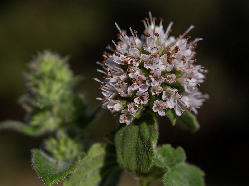Mentha aquatica.29