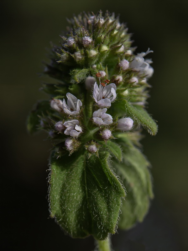 Mentha aquatica.15