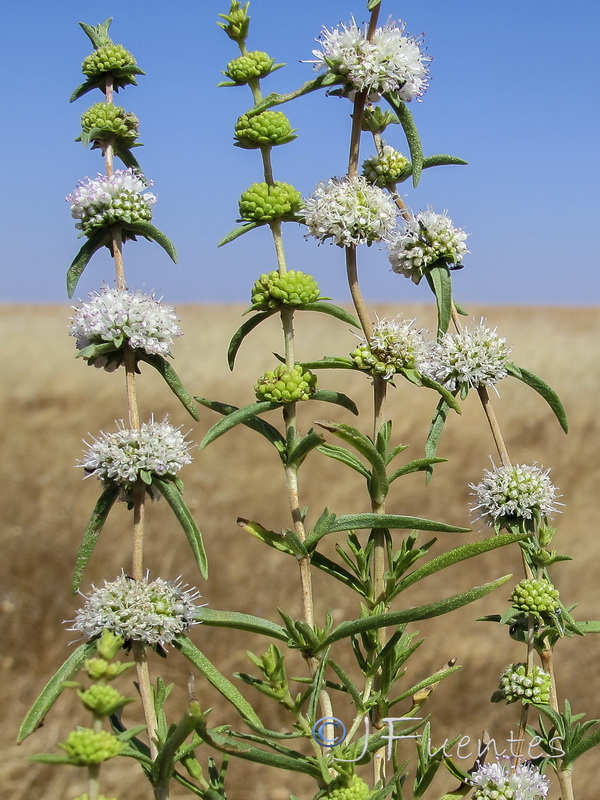 Mentha cervinia.03