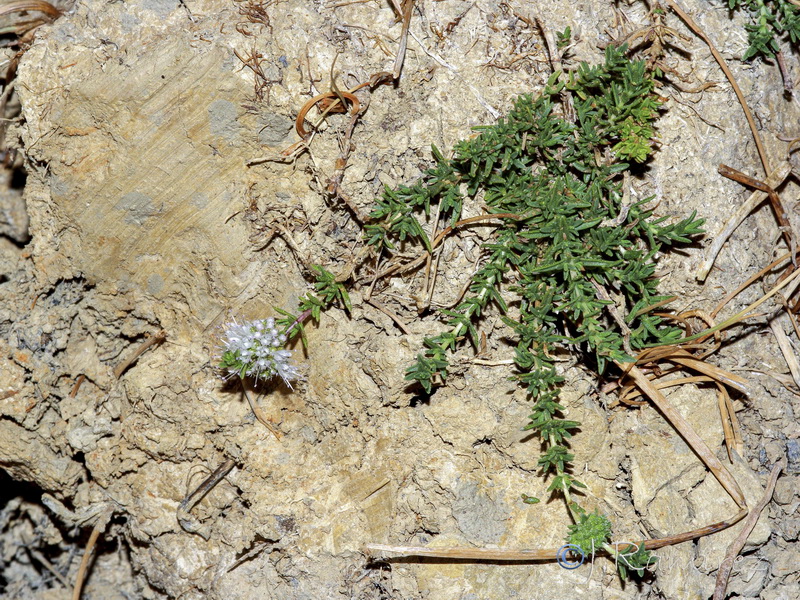 Mentha cervinia.04