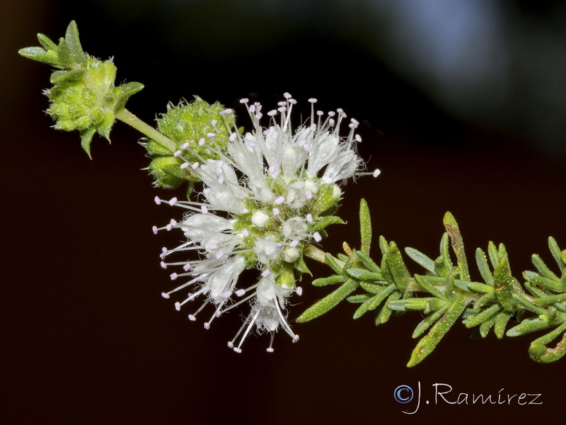 Mentha cervinia.07