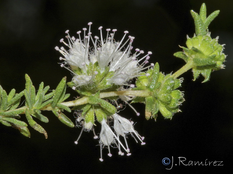 Mentha cervinia.09